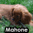 A pixelated image shows a brown animal lying on green grass with the text "Mahone" in white block letters at the bottom.