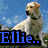 Four dog images arranged in a with blue text overlays reading "Ellie... Loves Dogs!" on a grassy background