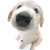 A static image shows a light-colored dog on the left and six of text on the right, each with blue lettering on black background