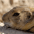 A pixelated close-up of a brown and white animal with dark eyes and a rounded snout, set against a light brown background.