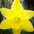 A bright yellow star-shaped icon with five points, centered on a blurred background of green and brown tones.