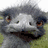 A pixelated ostrich head with gray feathers and brown eyes appears in a , accompanied by blue text reading "this is what Nica looks like!" on the right side