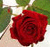 A static image of a red rose with layered petals, green leaves in the background, and a light-colored stem.