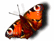 Animated sequence of a butterfly with orange wings featuring black and white markings, transitioning from full wingspan to folded wings against a white background.