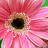A pixelated close-up of a pink flower with a dark brown center and green leaf fragments visible at the edges.