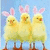 Three yellow chicks with pink bunny ears stand against a light blue background, accompanied by text in yellow boxes.