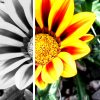 Split image shows black-and-white striped flower on left and colorful sunflower on right with yellow-orange petals and brown center.