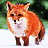 Animated sequence of a red fox with white chest and black-tipped tail standing on snow, shifting poses
