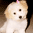 Pixelated image of a light-colored dog with three dark eyes and a pink bow on its head against a brown background.