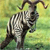 Animals icons for AIM, MSN, MySpace and Yahoo