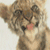 Animals icons for AIM, MSN, MySpace and Yahoo