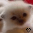 A pixelated close-up of a light-colored animal face with dark eyes and nose, featuring two heart symbols at the bottom that change from hollow to solid.