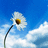 Pixelated image of a white daisy with yellow center and brown core against blue sky with white clouds.