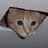 A cat peeks from a gray fabric opening with green pixelated text reading 'A life?', 'Cool!', and 'Where do I download one of them?' on dark backgrounds.