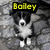 Pixelated image of a dog with black and white fur, yellow text reading 'Bailey' above its head, and a gray textured background.