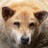 A dog's face with light brown fur and dark ears appears in four showing subtle shifts in expression and lighting