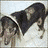 A dog wearing a cone collar appears in two side-by-side with text reading STOP ANIMAL ABUSE! below them