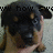 A pixelated image shows a person holding a small dark dog with light brown patches on its face and legs against a light gray background.