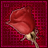 iconhell_wamid_redroseicnwmd03