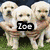 Three light-colored dogs stand on grass with a black text overlay reading 'Joe' in the center