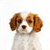 Pixelated dog with brown ears and white face, brown nose, and light gray body against a white background.