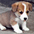 Pixelated puppy with brown and white fur stands on gray ground beside bright green background with blue text.