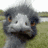 A four- shows a pixelated ostrich head with gray feathers, orange eyes, and a white beak against a green field background; the bottom-right includes text overlays