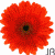 Six pixelated flower icons arranged in two on white background, each with 'JA' text below