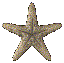 A starfish icon in three distinct poses: full five-armed view, side profile, and rotated four-armed view.