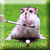 Pixelated cartoon hamster with pink and white fur, dark eyes, and a small nose stands on green grass holding a golf club.