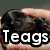 Four distinct dog images arranged in a , each with overlaid text: 'Teags', 'Luvs', 'Dogs', and a blank space