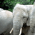 Animated contact sheet showing two white elephants in a green environment with