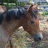 Pixelated static image of a brown horse with dark mane and tail, standing in front of blurred green foliage background.