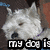 A white dog with a purple collar appears in four , each showing different text overlays and slight pose changes