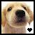 Pixelated close-up of a light brown dog's face with dark eyes and nose, featuring a small black heart symbol in the bottom-right corner.