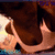 Brown and white dog with curled tail in four- animation showing sequential movement of the head and body