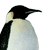 Animated sequence of a penguin with red text overlays changing across frames.