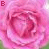 A pink rose with layered petals in a , featuring four labeled A, B, E, and UTIFUL! with visible text changes