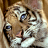 A pixelated close-up of a tiger's face with light brown and white fur, dark stripes, blue eyes, and visible whiskers against a blurred background.