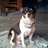 A pixelated image of a dog sitting on a carpeted floor with orange text reading "IN LOVING MEMORY OF DORI" on a black background.