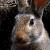 A pixelated image of a rabbit's face with text reading "I'm a bunny meow meow" on the right side.