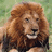 Static pixelated image of a lion with a brown mane and light brown face, mouth open showing teeth, against a greenish background.