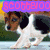 A beagle dog appears in three distinct poses with purple text banners above each, showing movement and expression changes.