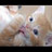 Pixelated close-up of a light-colored animal face with dark eyes and pink nose, set against blurred background.