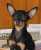 Pixelated static image of a dog with large ears and dark fur against an orange-brown background.