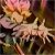 Pixelated image of a light-colored, star-shaped object with multiple arms against a dark, blurred background with pink and brown tones.