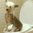 A pixelated dog with brown and black fur sits upright against a light beige background, wearing a white hat and white shoes.
