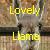 Pixelated image of a light gray animal with dark eyes and nose, overlaid by yellow text reading 'Lovely' above and 'Usame' below.