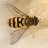 A pixelated bee with brown and yellow stripes on its body, translucent wings, and a blurred light beige background.
