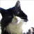 A 49x49 pixel animated buddy icon featuring a black-and-white cat with yellowish fur on its chest, displayed across three frames in a contact sheet layout with visible text "CoolBuddy.com" on the right side of one frame.